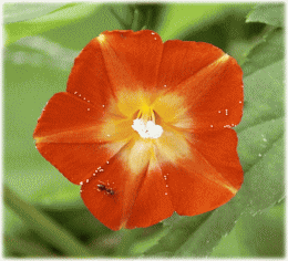 マルバルコウソウ（丸葉縷紅草　丸葉留紅草　まるばるこうそう）　赤い花